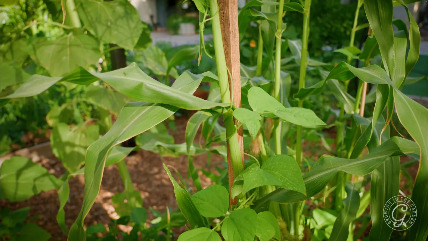 Green bean vines twine around a corn stalk in a lush, sunlit garden with leafy plants in the background.