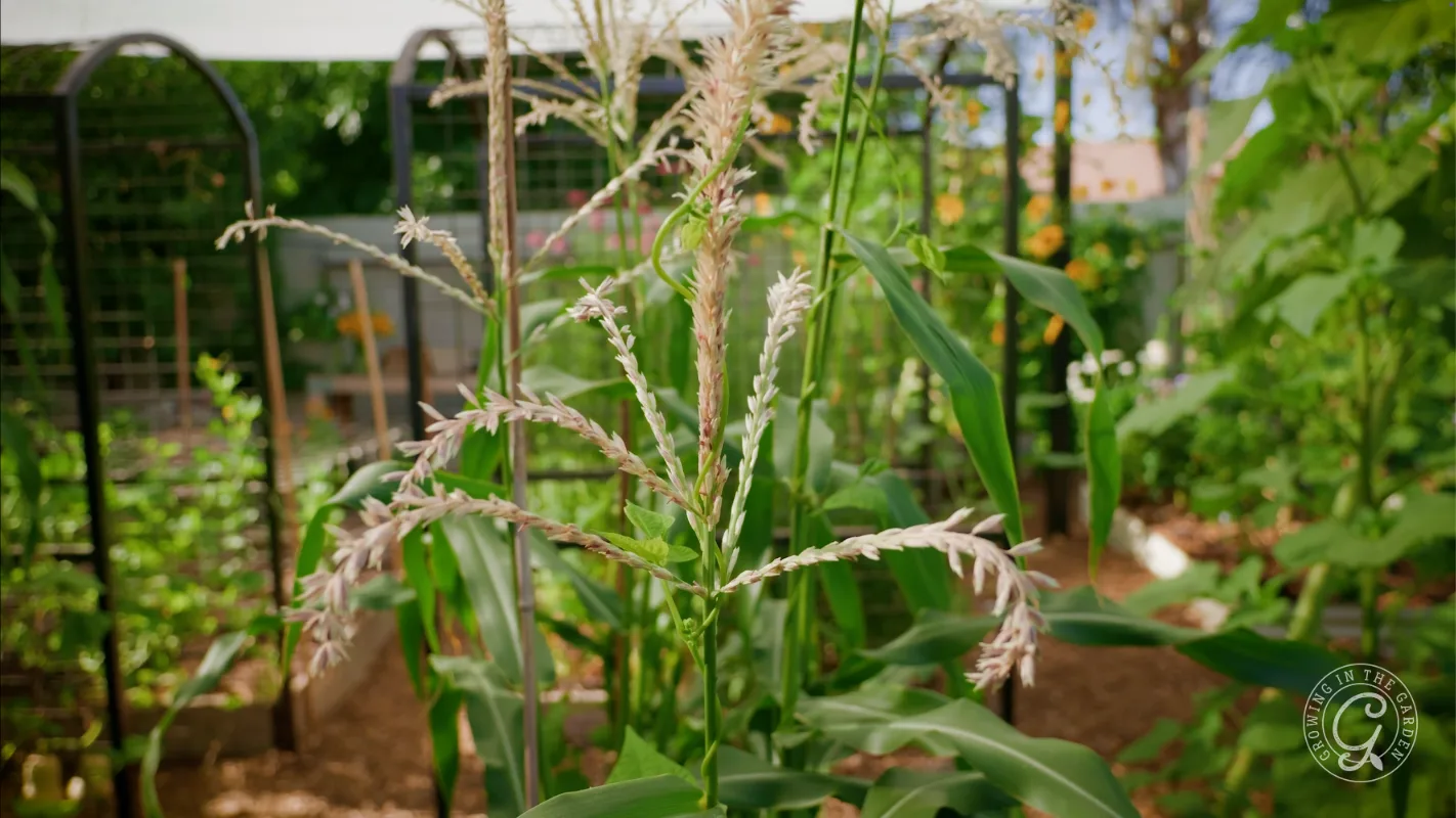 Close-up of corn plants growing in a lush garden with green leaves and tassels visible.