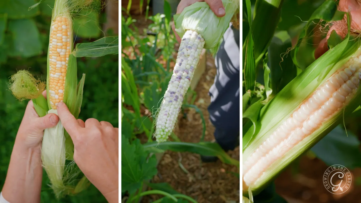 Three hands hold ears of corn with different colored kernels: yellow, purple-white, and pale pinkish-white.