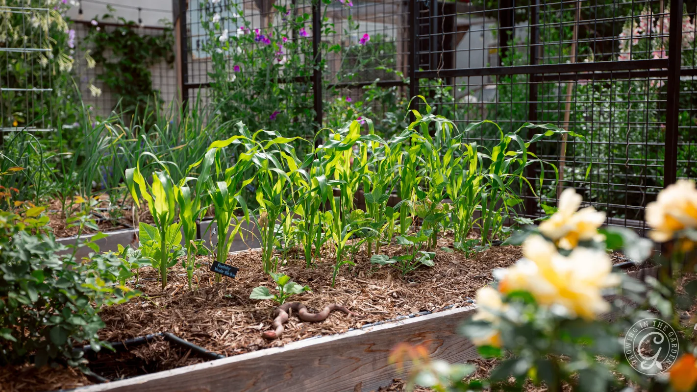 Corn plants growing in a raised garden bed, surrounded by flowers and enclosed by a wire fence.