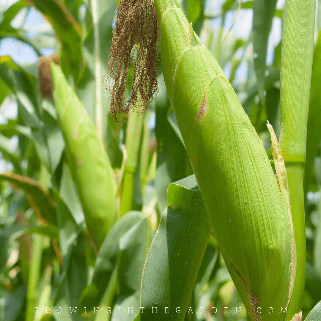How to grow corn: 10 Tips for growing corn