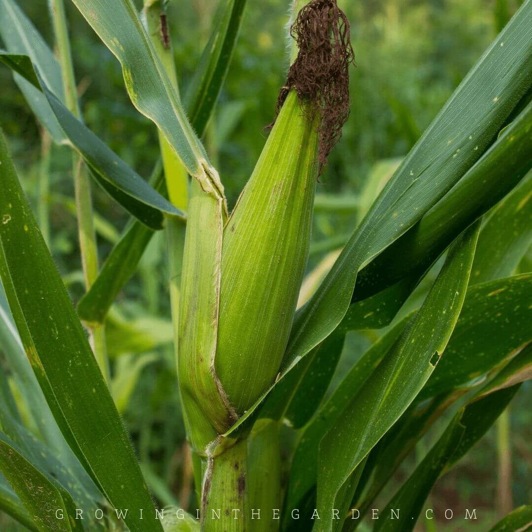 How to grow corn: 10 Tips for growing corn