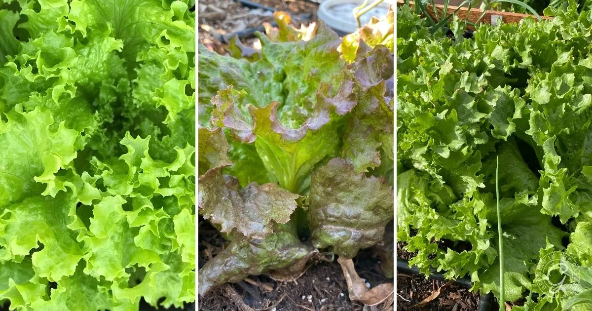 Three types of leafy lettuce growing in a garden, with green and red-tinted leaves visible&mdash;perfect for learning how to grow lettuce at home.