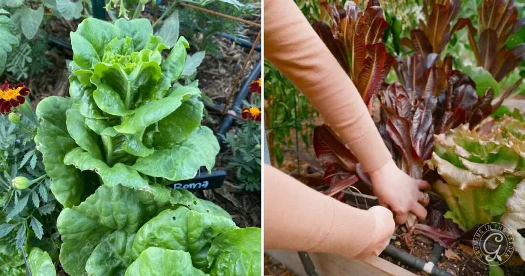 Left: Romaine lettuce growing in a garden, showing how to grow lettuce at home. Right: Hands harvesting red romaine lettuce from a raised bed.