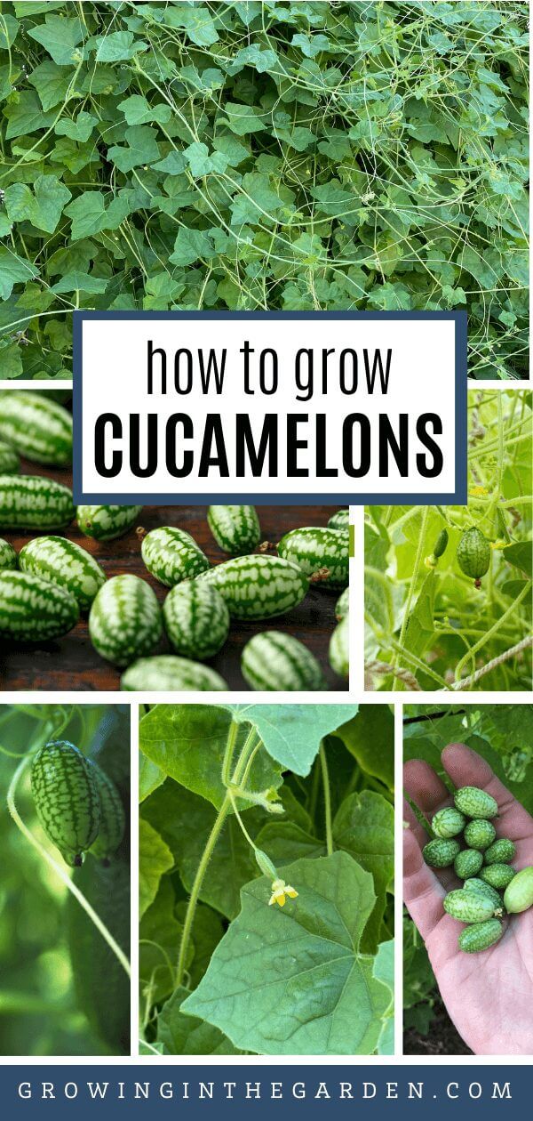 How to Grow Cucamelons