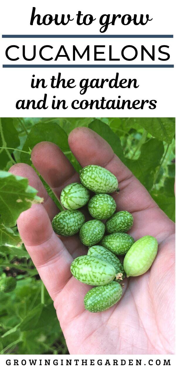 How to Grow Cucamelons