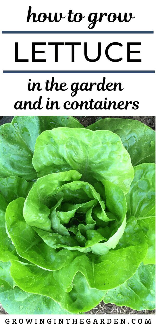 How to Grow Lettuce - Growing In The Garden