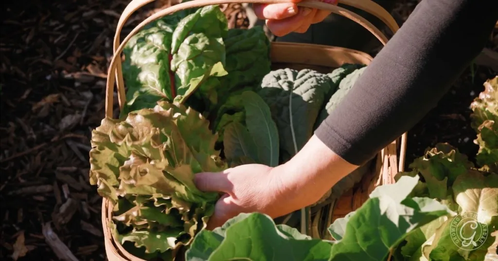 A hand places leafy greens into a basket filled with fresh, harvested vegetables outdoors, demonstrating how to grow lettuce for a vibrant garden harvest.