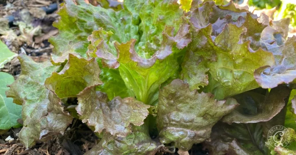 Close-up of leafy red and green lettuce thriving in a garden bed, showcasing how to grow lettuce successfully at home.