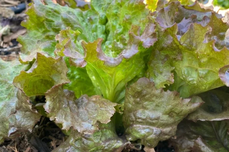 How to Grow Lettuce (Even in Hot Climates) featured image