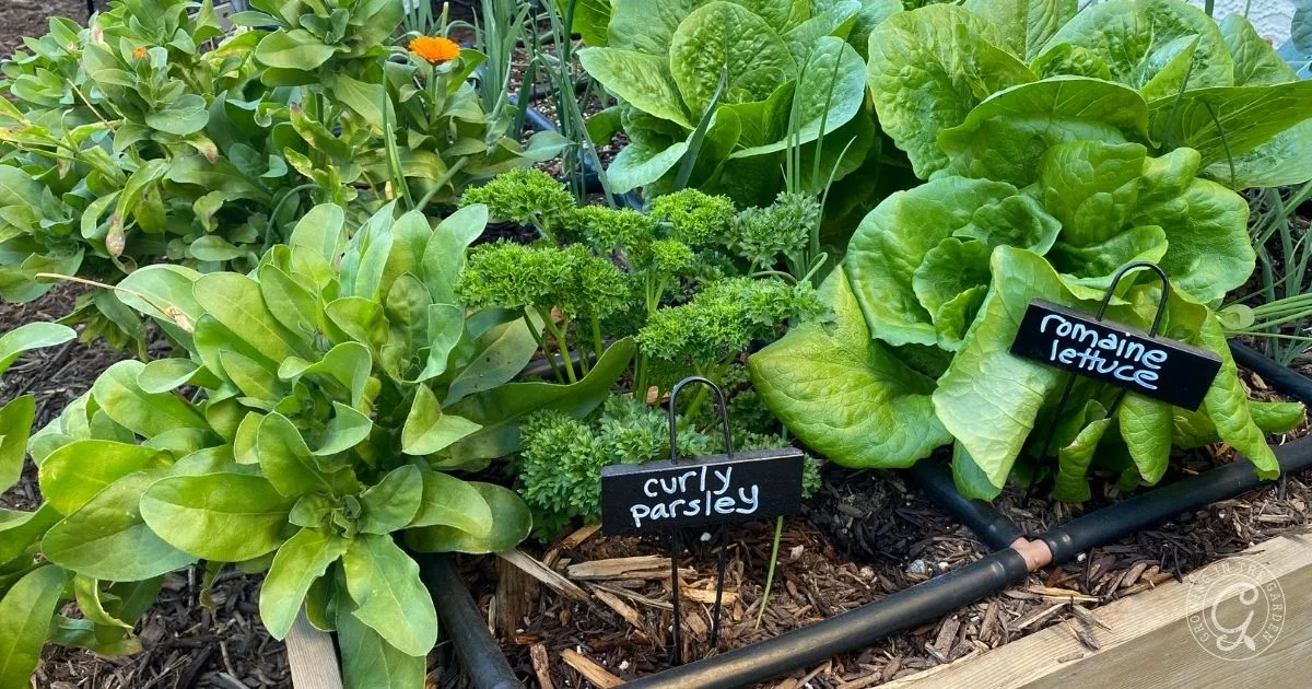 Lush garden bed with curly parsley and romaine lettuce, labeled with small black signs&mdash;an inspiring example for anyone learning how to grow lettuce at home.