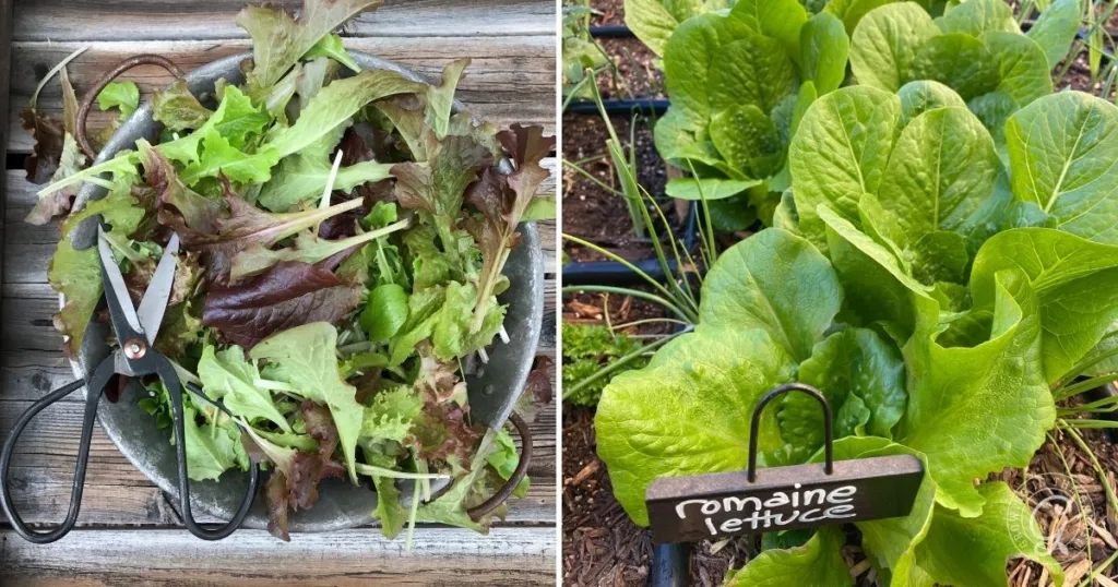 A bowl of harvested mixed lettuce leaves and growing romaine lettuce plants in a garden shows how to grow lettuce successfully at home.