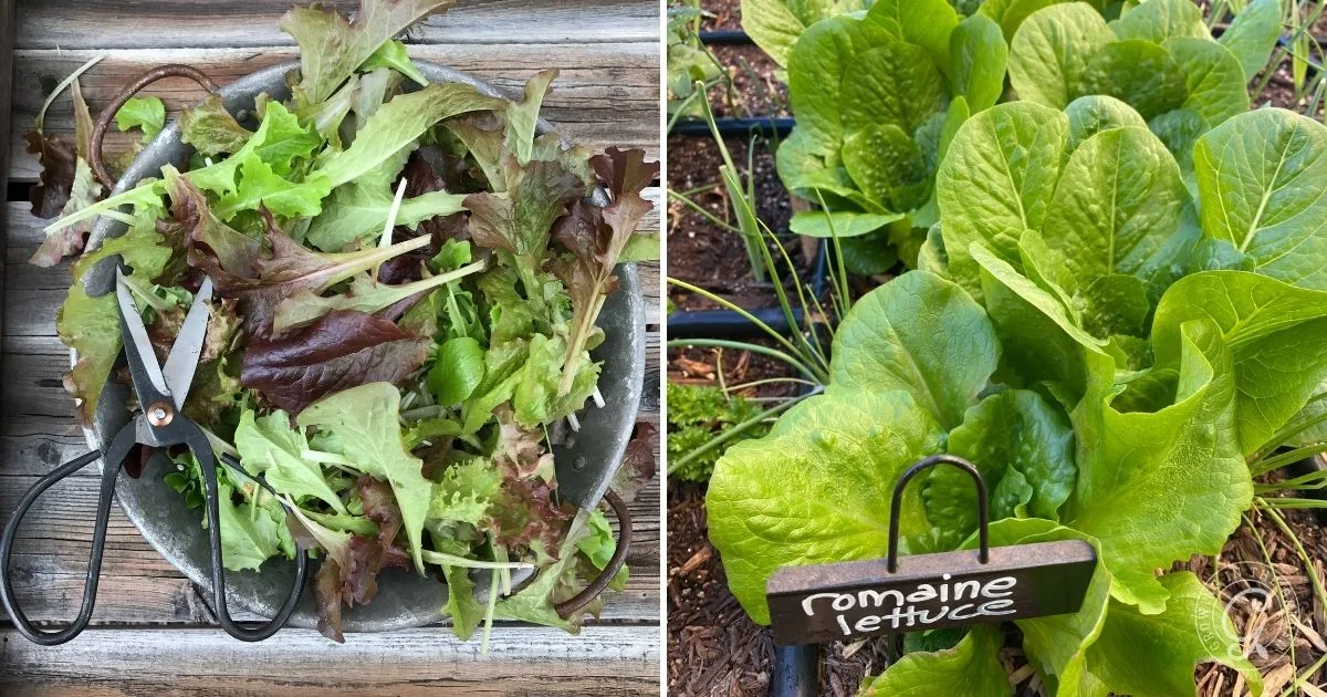 A bowl of harvested mixed lettuce leaves and growing romaine lettuce plants in a garden shows how to grow lettuce successfully at home.