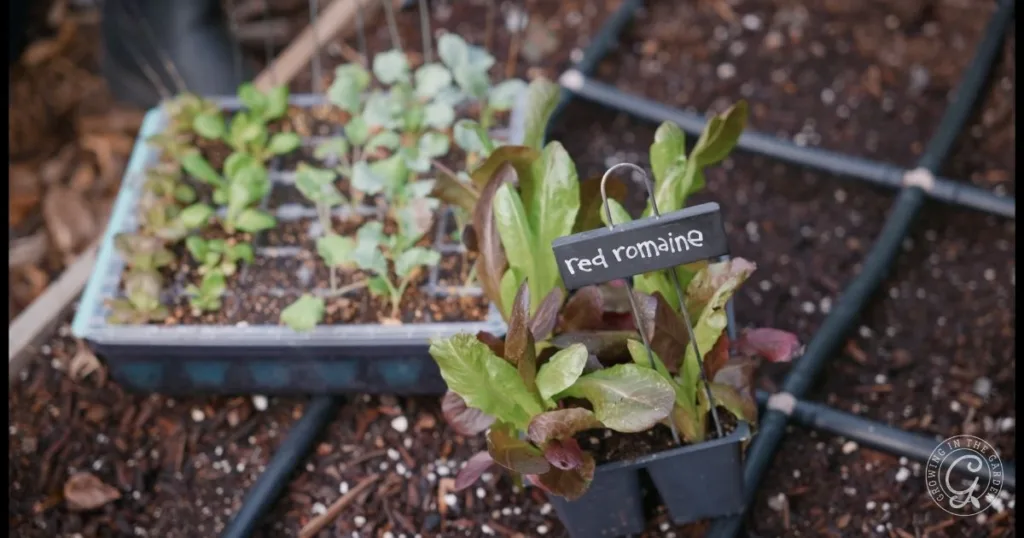 Seedlings in trays; one labeled red romaine with young lettuce plants growing in soil and irrigation tubes nearby—an ideal setup for anyone learning how to grow lettuce.