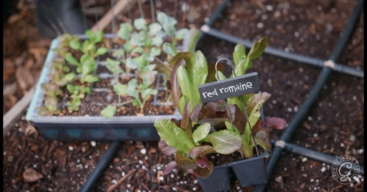 Seedlings in trays; one labeled red romaine with young lettuce plants growing in soil and irrigation tubes nearby&mdash;an ideal setup for anyone learning how to grow lettuce.