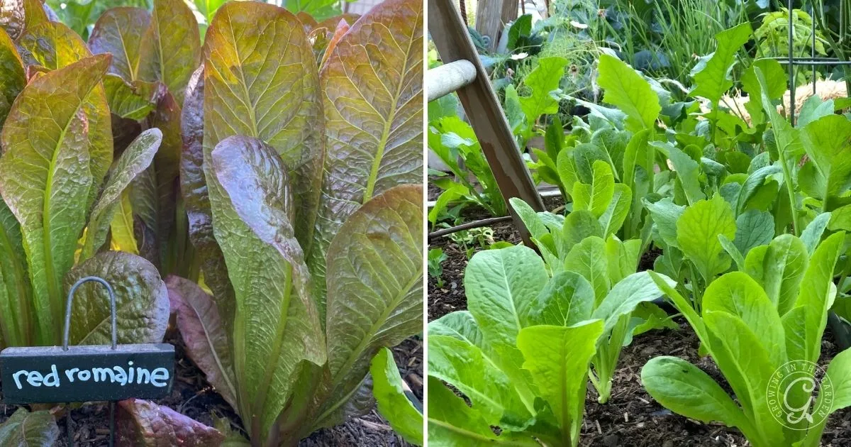 Red romaine lettuce growing in a garden, surrounded by green leafy plants and a small label reading red romaine&mdash;an inspiring scene for anyone learning how to grow lettuce at home.