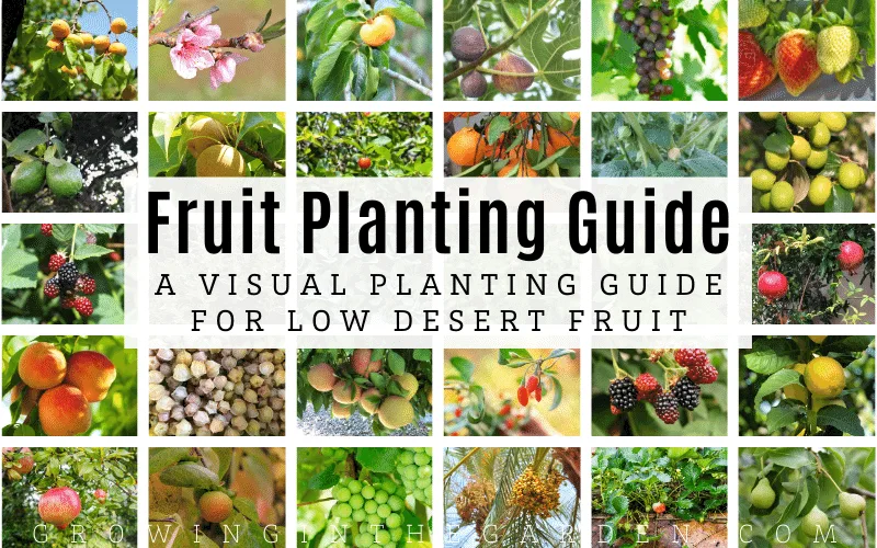 Arizona Fruit Planting Guide_ A Visual Planting Guide for Low Desert Fruit