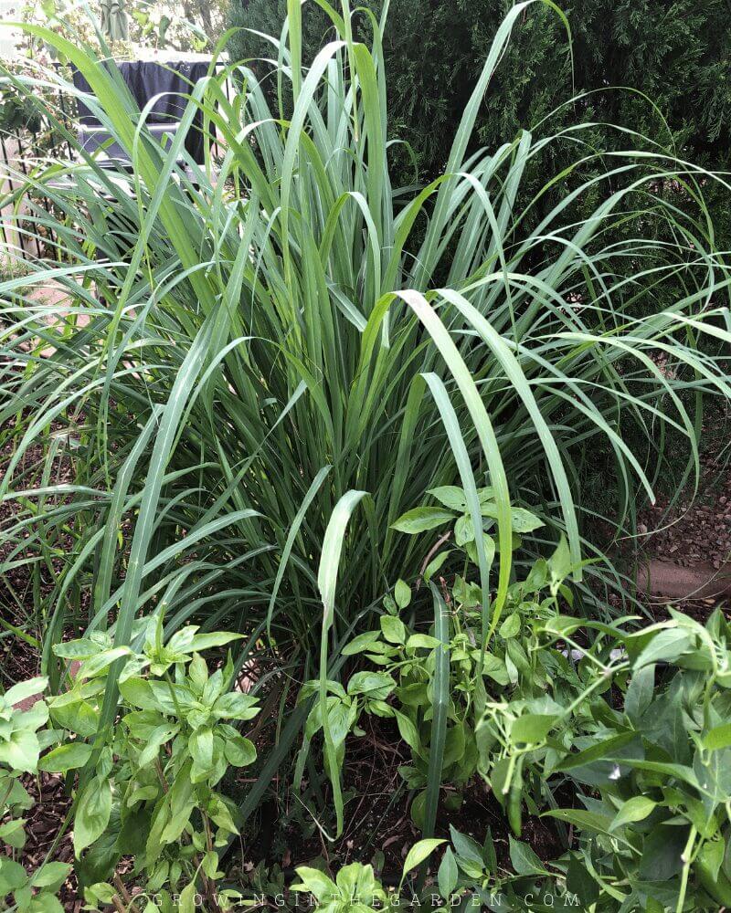 How to Grow, Harvest, Divide, and Use Lemongrass