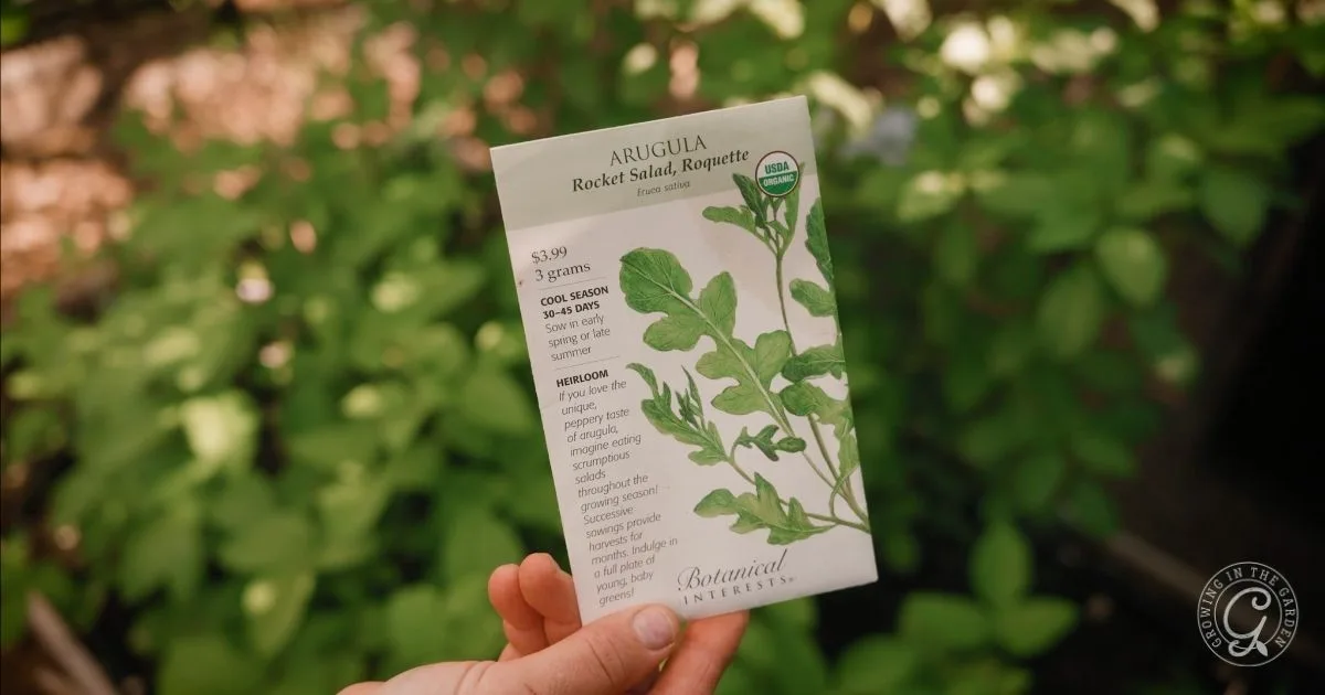 A hand holds a packet of arugula (rocket salad) seeds in a garden with green plants in the background, perfect for anyone learning how to grow arugula at home.
