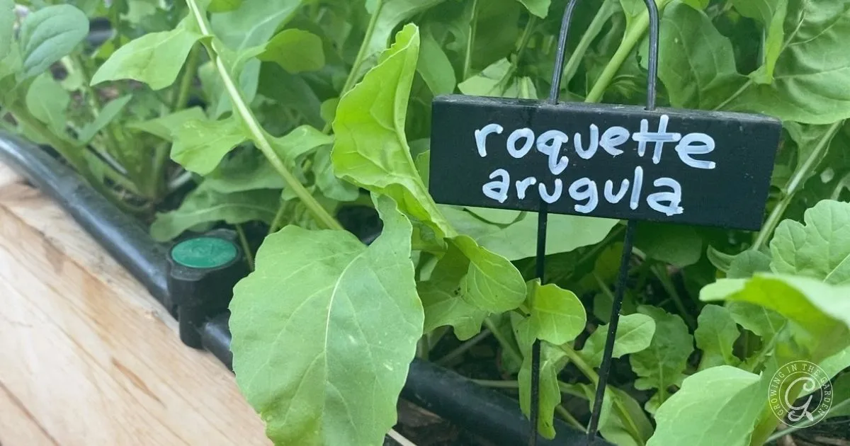 Green arugula plants thriving in soil with a sign labeled roquette arugula among the leaves&mdash;perfect inspiration for anyone learning how to grow arugula at home.