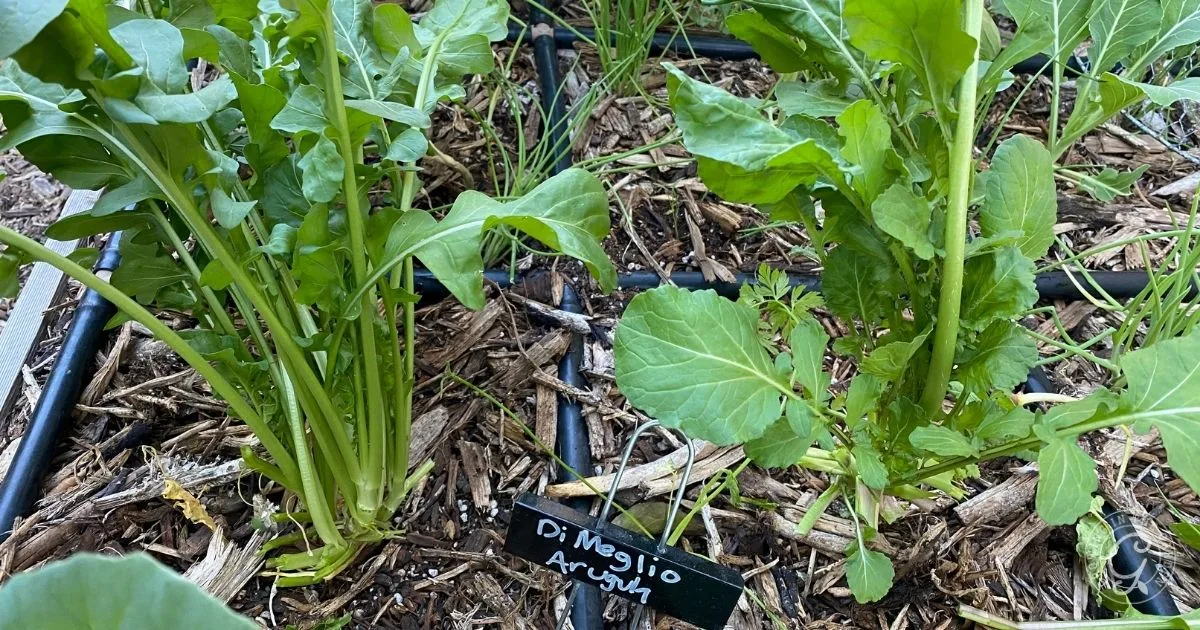 Green arugula plants growing in a garden bed with a small black label reading Di Meglio Arugula, perfect for those learning how to grow arugula at home.