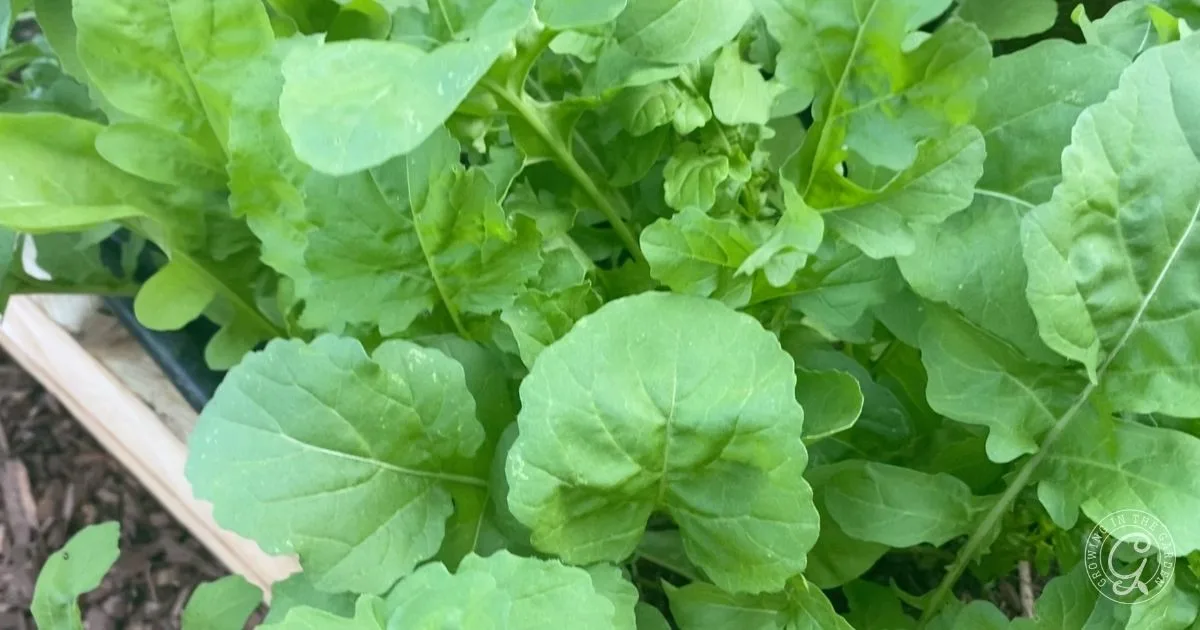 Close-up of lush green arugula leaves thriving in a garden bed, perfect for anyone interested in learning how to grow arugula at home.