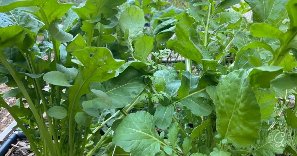 Close-up of lush, green arugula leaves growing densely in a garden bed&mdash;an inspiring view for anyone learning how to grow arugula at home.