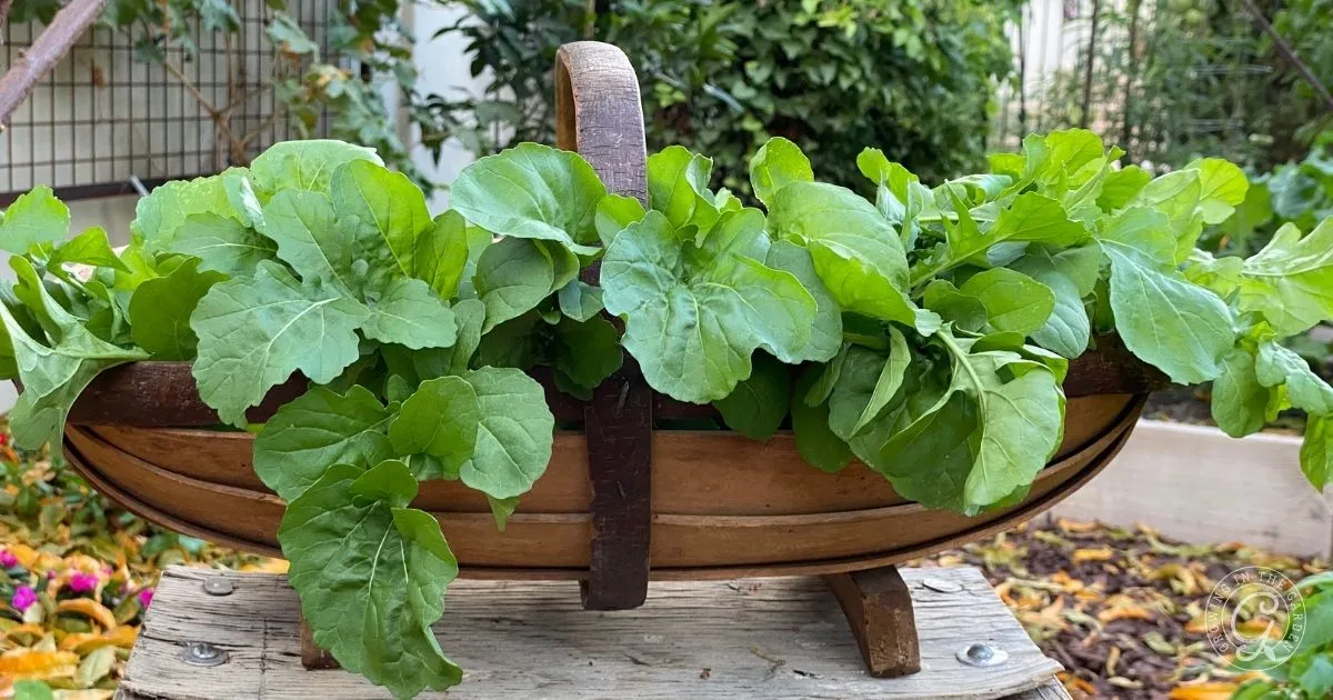 A wooden basket filled with fresh green leafy vegetables, like those found when learning how to grow arugula, sits on an outdoor table.