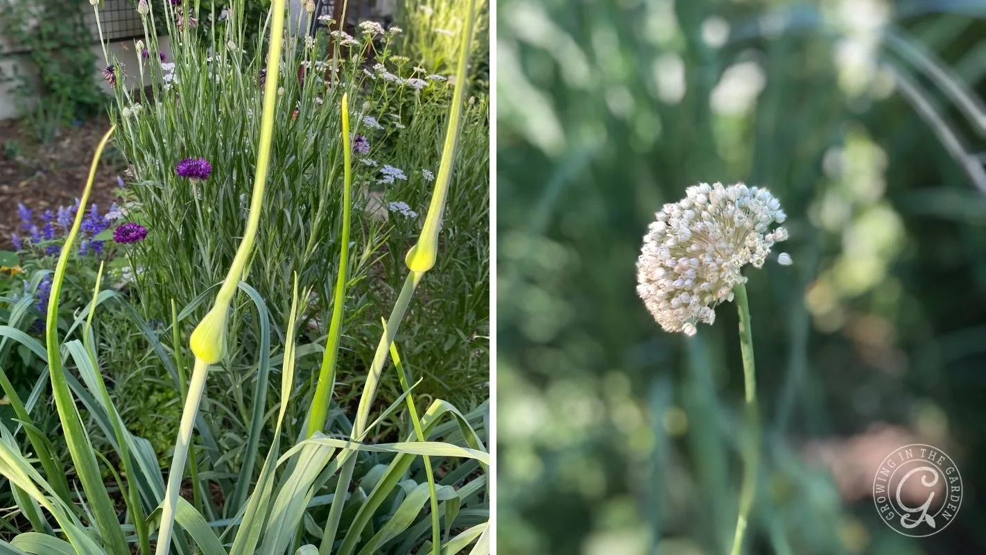Split image: left shows green garlic scapes in a garden; right shows a close-up of an allium flower.