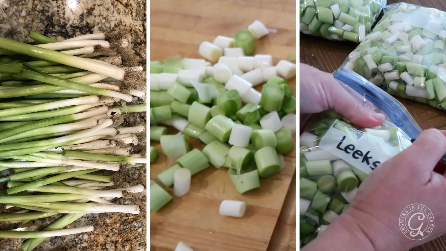 Three images: fresh leeks, chopped leeks on a board, and leeks being bagged and labeled for storage.
