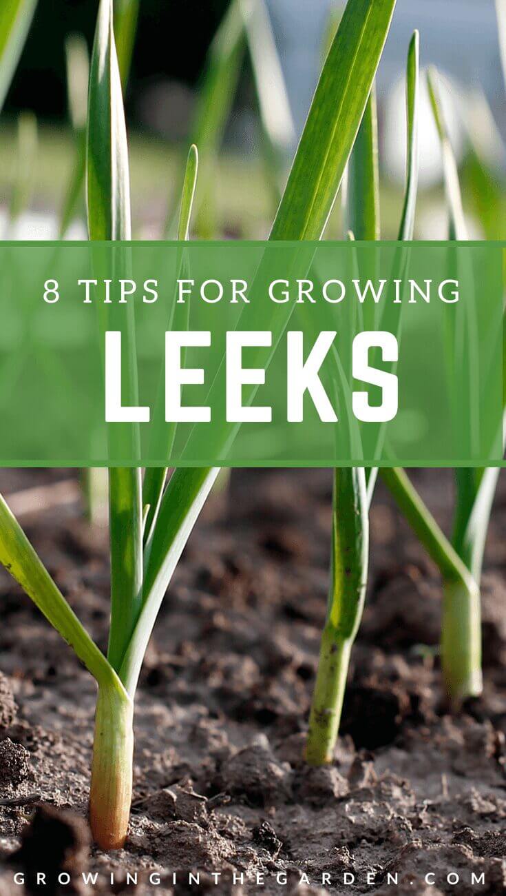 How to Grow Leeks: 8 Tips for Growing Leeks
