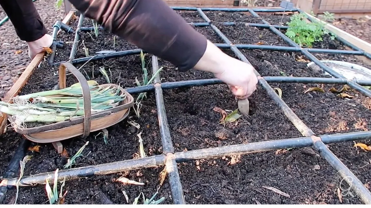 A person planting in a square foot garden bed with a basket of seedlings nearby.