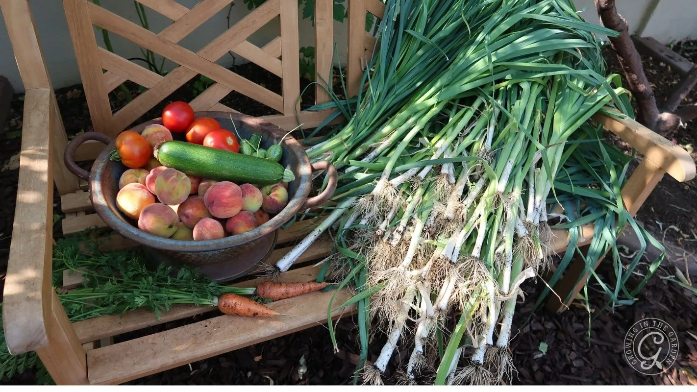 A wooden bench with peaches, tomatoes, a zucchini, carrots, and freshly harvested leeks on top.