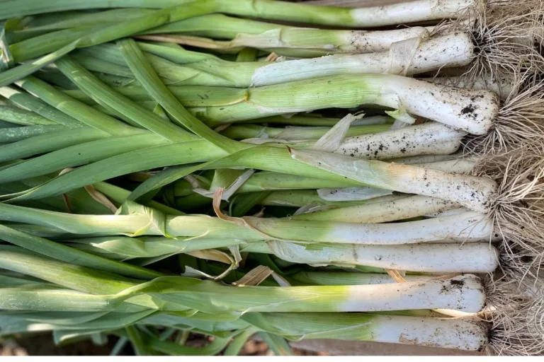 How to Grow Leeks in the Low Desert featured image