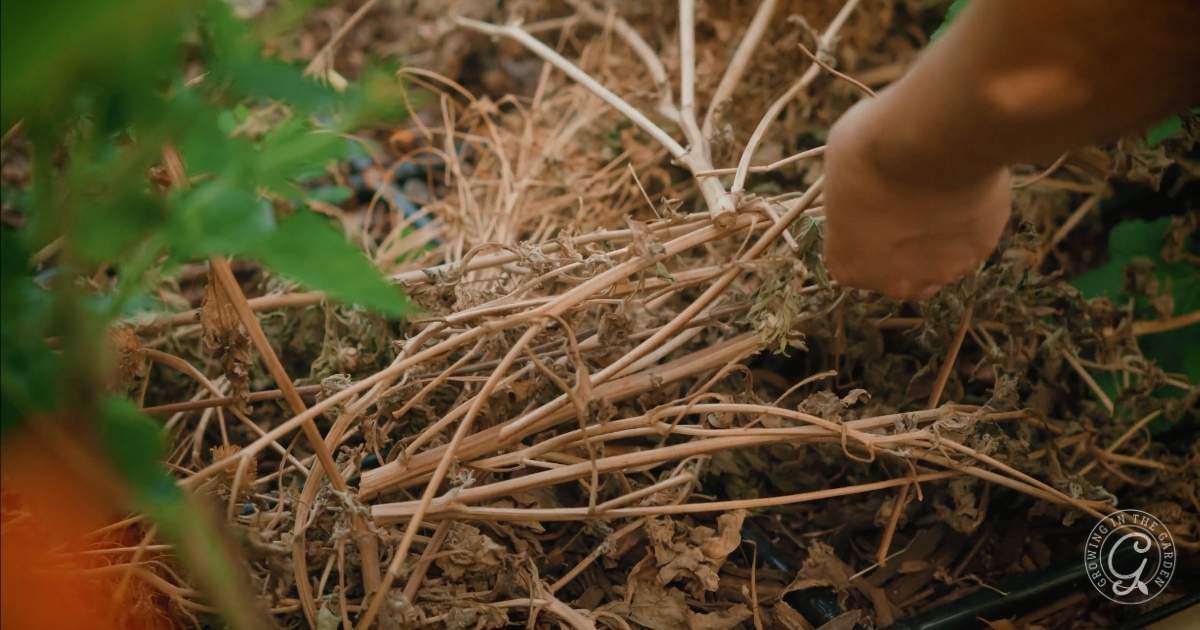 Tithonia as a cover crop