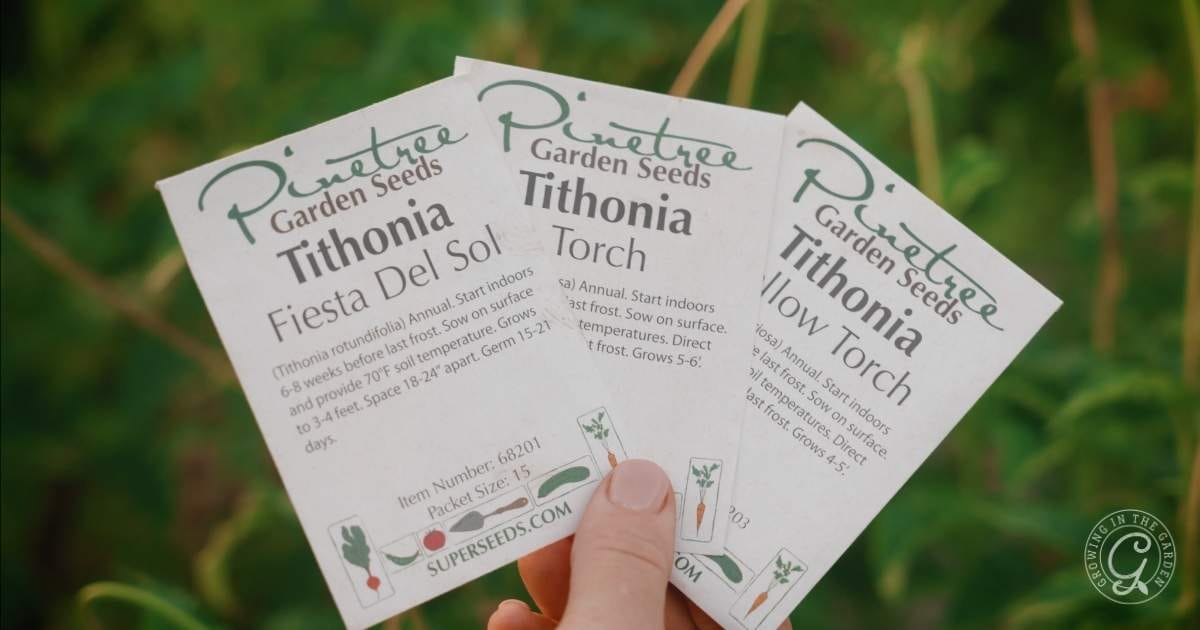 How to Grow Mexican Sunflowers