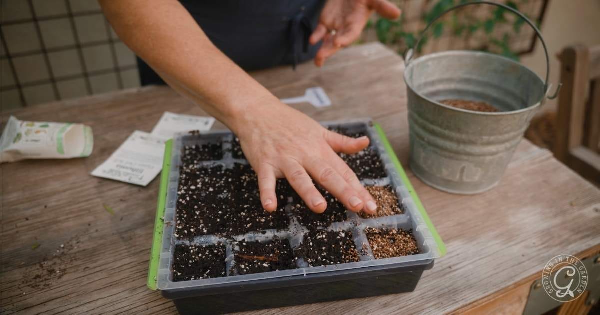 A personโs hand presses soil in a seedling tray on a wooden table, with seed packets and a small metal bucket nearby, demonstrating how to grow Mexican sunflowers and prepare for planting.