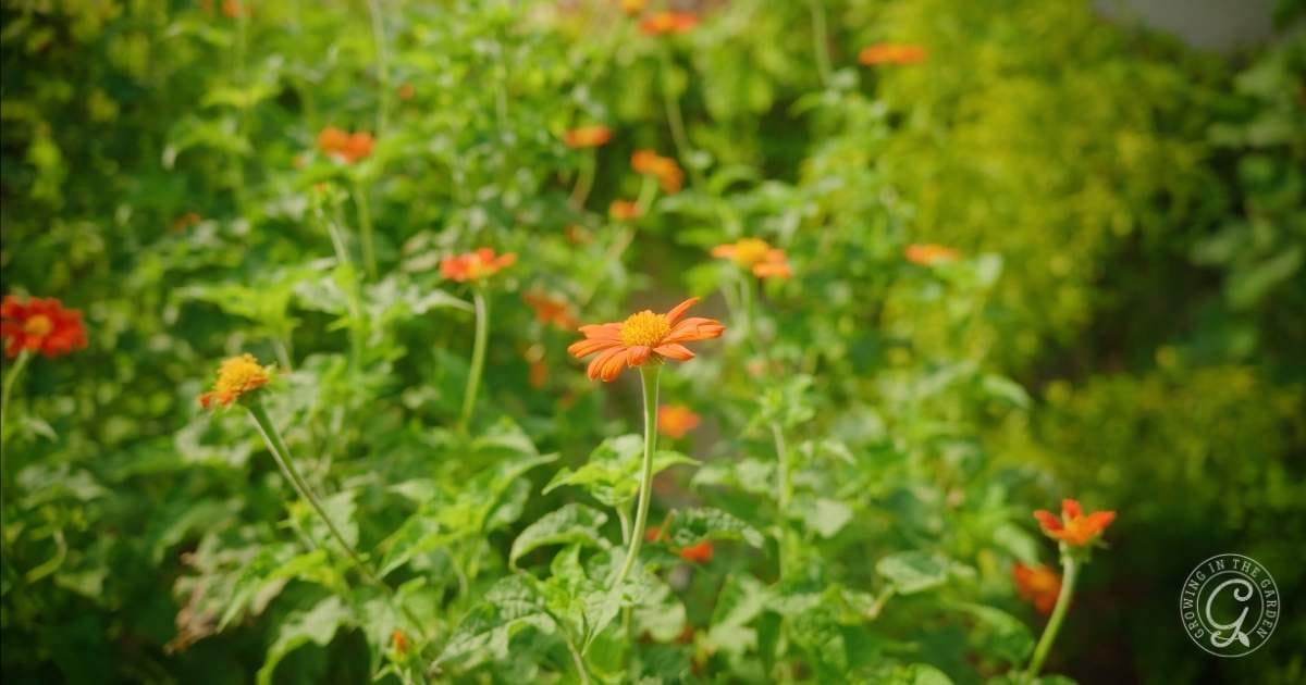Bright orange flowers with yellow centers bloom among lush green foliage in a sunlit garden. The background is slightly blurred, highlighting one flowerโperfect for those learning how to grow Tithoniaโin sharp focus at the center.