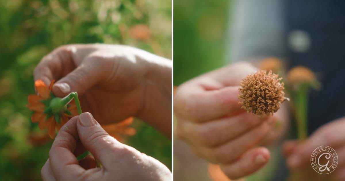 Two close-up images of hands holding flowers: on the left, a hand pinches an orange flower by the stem; on the right, a hand holds a dried, brown flower headโperfect for illustrating how to grow tithonia or Mexican sunflowers. Both backgrounds are green and blurred.