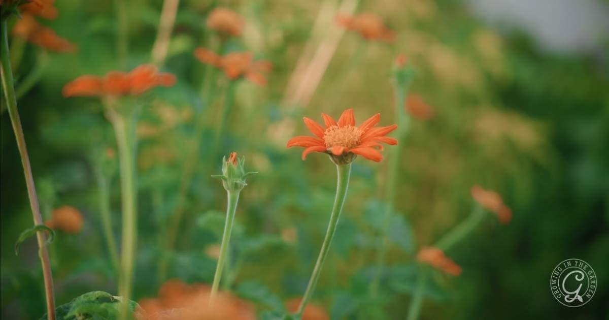 Orange flowers blooming outdoors with green stems and blurred background.