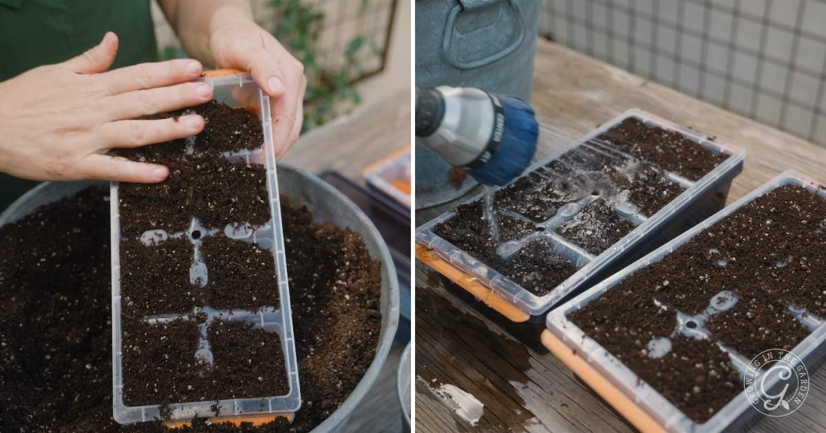 Moisten your seed-starting mix until it&rsquo;s damp but not soaking wet. Fill your containers, making sure there are no large air pockets. This step ensures that the seeds will have the right environment for germination.