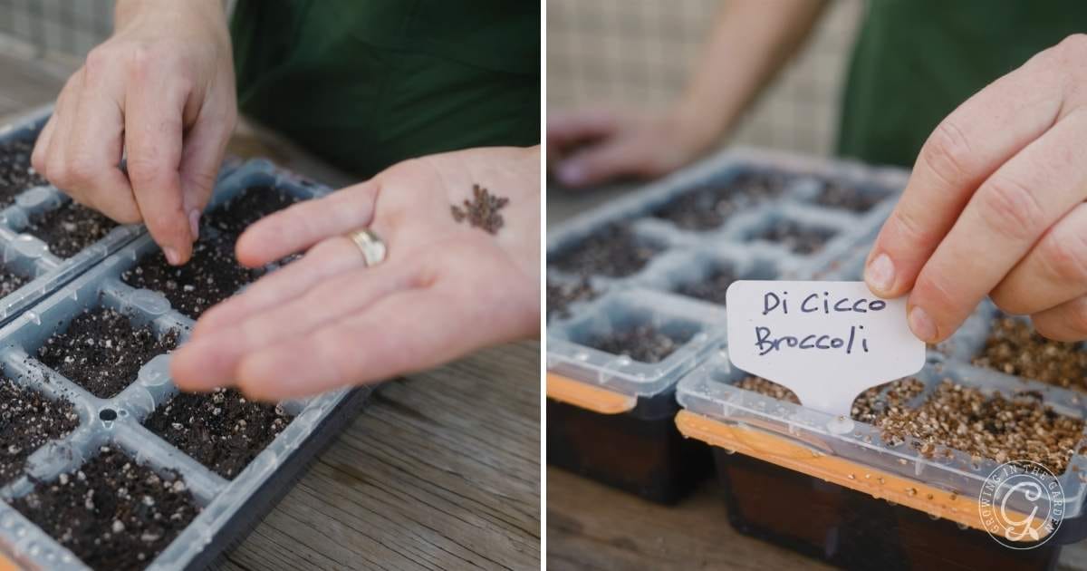 Plant 2-3 seeds per pot to increase the chances of successful germination. Press the seeds gently into the soil to ensure good contact. Sprinkle with vermiculite (if using).