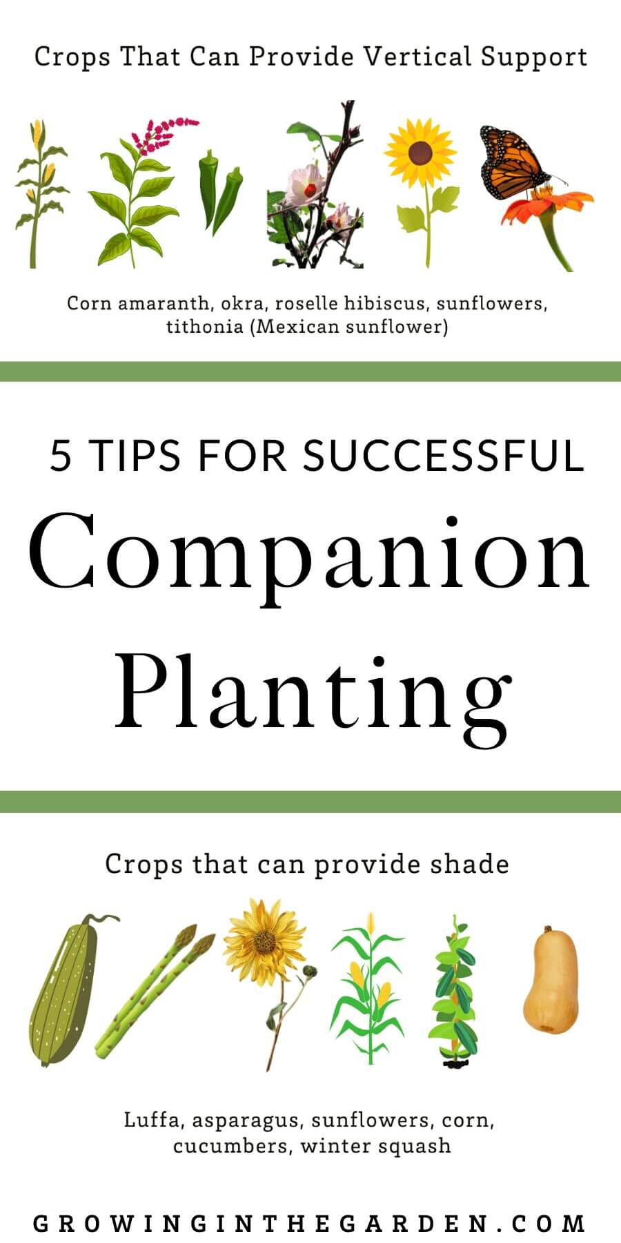 How to Grow Shasta Daisies