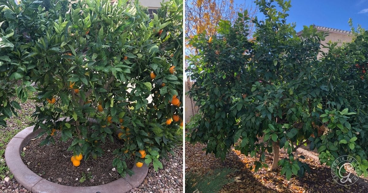 Choosing a Tree That&rsquo;s Too Large for the Space