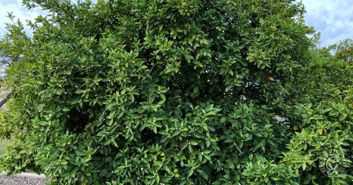 Choosing a Tree That&rsquo;s Too Large for the Space