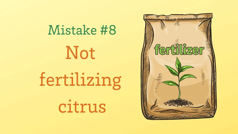 Citrus Growing Mistake #8: Not fertilizing citrus trees