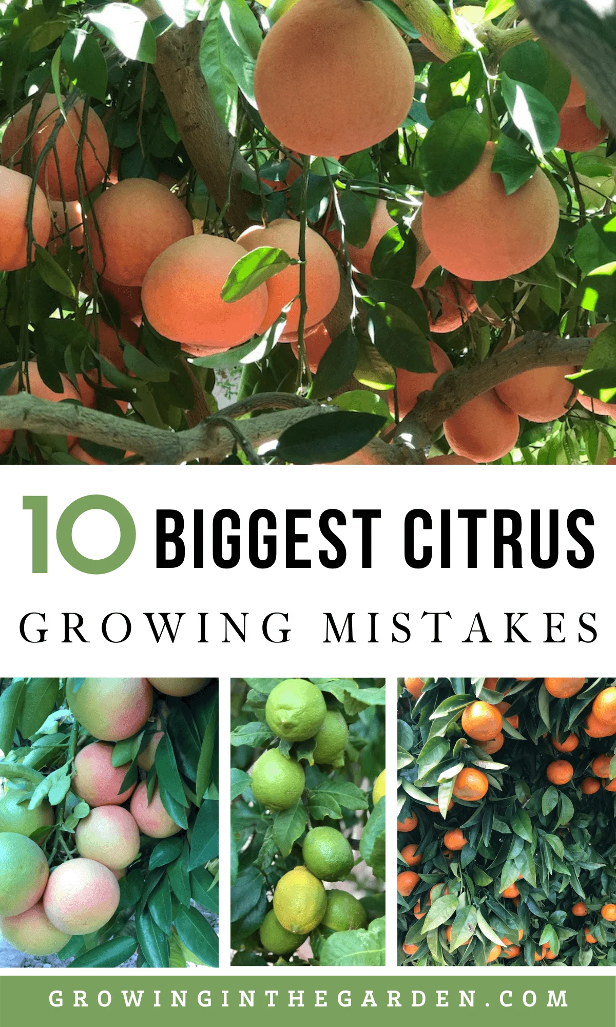 10 Biggest Citrus Growing Mistakes