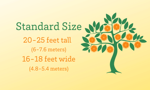 Standard-size trees are usually 20-25 feet tall and 16-18 feet wide, depending on the variety.