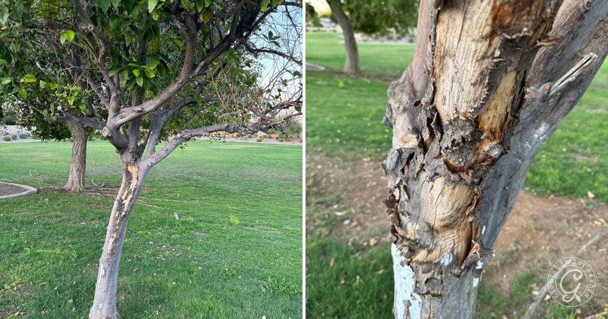 A split image shows a tree with damaged bark in a grassy park—a reminder of citrus growing mistakes. The left reveals the full tree with bark stripped off, while the right zooms in on the peeling, cracked bark.