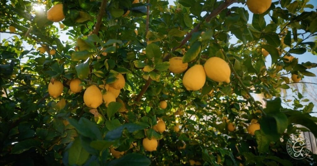 How to Grow Citrus